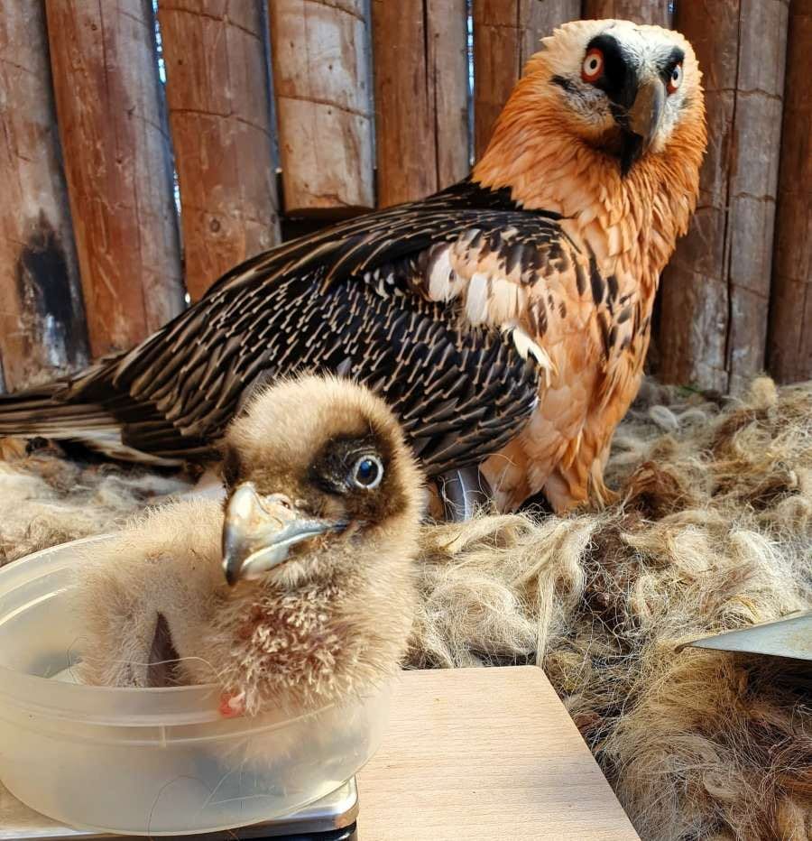 Orlosupi z Ostravy míří zpět do Evropy. Čtyři mláďata posílila projekty ve Francii a Bulharsku