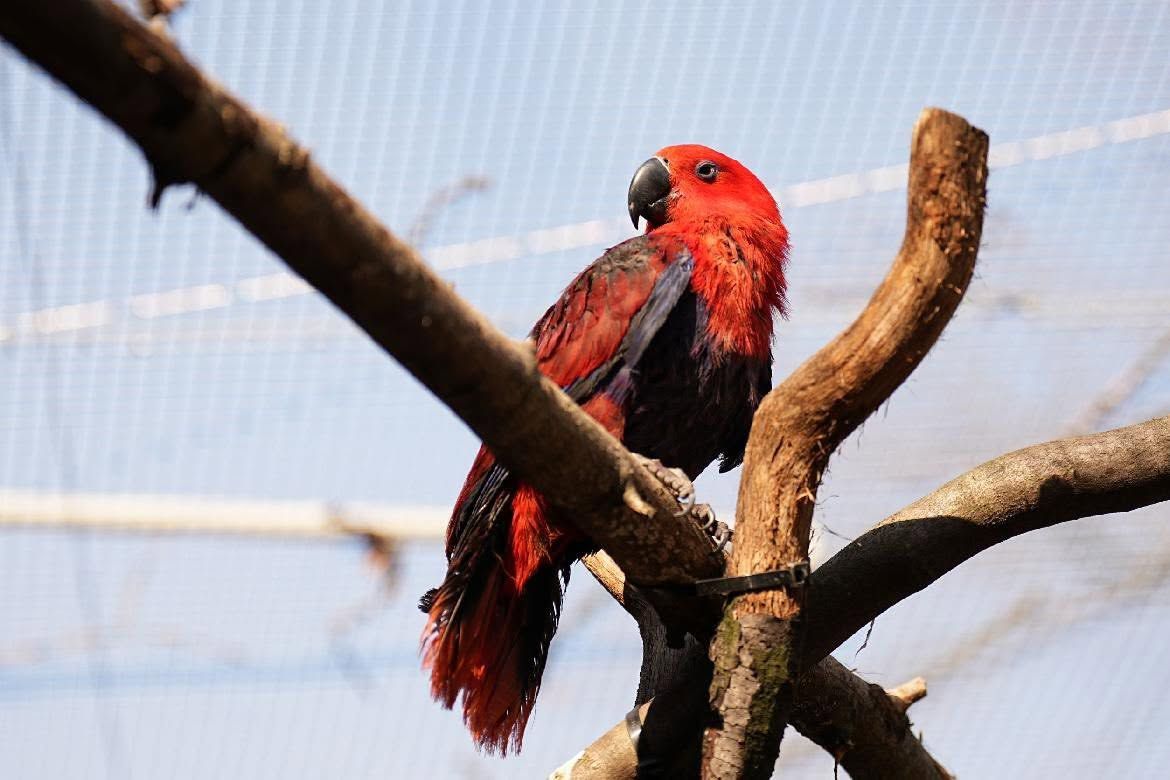 Zoo Ostrava poprvé odchovala eklektuse papuánského, samec se stal vzorným rodičem