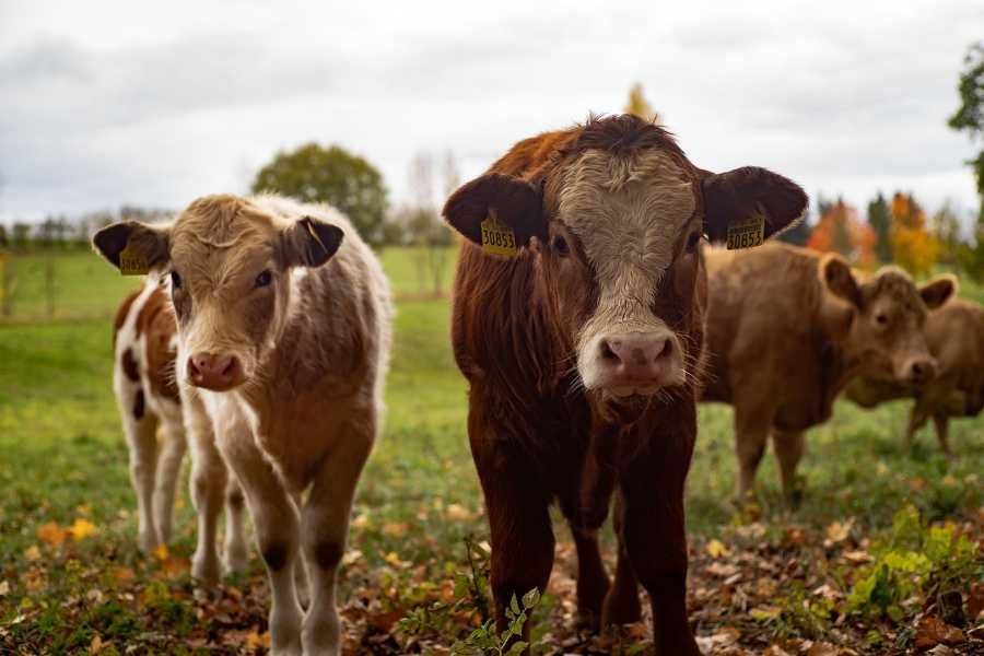 Farmář Herot bojuje proti slintavce: Přísná opatření a farmu uzavřel veřejnosti