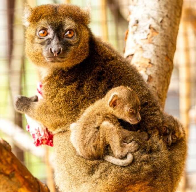 „Ostravská zoo vítá narození lemurů širokonosých“