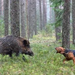Divoká prasata mohou nakazit psy. Veterináři varují před nebezpečnou chorobou
