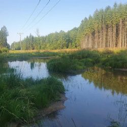 Energetici proměnili podmáčený průsek na Rokycansku v ráj pro obojživelníky