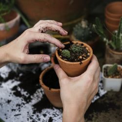 Hrabat se v hlíně prospívá zdraví - zahradničení jako terapie pro tělo i mysl