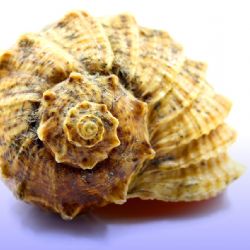 Indická lastura - přírodní lék na spánkovou apnoe