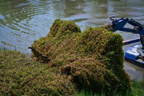 obrázek:Karviná čistí jezero u Lodiček: rdest odstraňuje sací bagr