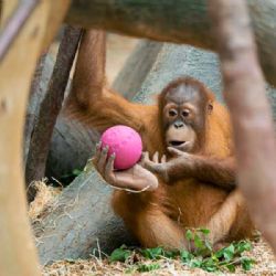 Kawi slaví narozeniny: mladý orangutan zve návštěvníky na zábavný program v Zoo Praha