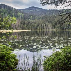 Lupina na Šumavě - z okrasné rostliny invazivní hrozba