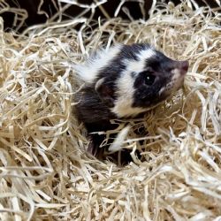 ZOO Plzeň slaví první český odchov šelmičky zorily, narodila se tři mláďata