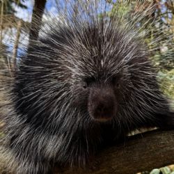 Plzeňská zoo má po 15 letech znovu urzony. Nový samec je zatím v karanténě
