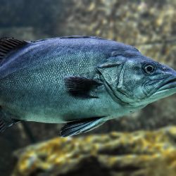 Rybářský sektor v Evropě čelí výzvám kvůli klimatu: Ryby putují na sever