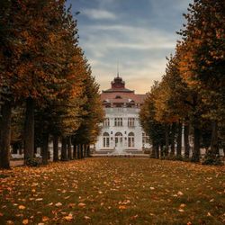 Sokolovské aleje bodují, vyhrály krajské kolo ankety Alej roku 