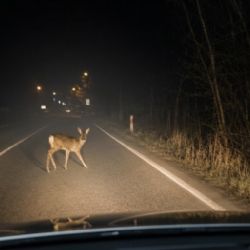 Střety se zvěří v Praze: 27 nehod za půl roku, nejvíce na Českobrodské