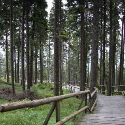 Šumava upravuje rozpočet: zanikne asi 15 míst, část péče může být dočasně omezená