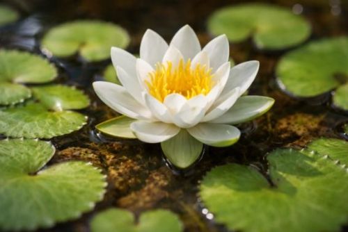 obrázek:Téměř vyhynulý vzácný leknín trpasličí získala Ostravska ZOO