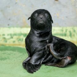 V Zoo Praha se po sedmi letech narodilo mládě lachtana. Do venkovní expozice zamíří ve druhé polovině srpna