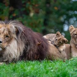 Zoo Brno během prázdnin přilákala necelých 108 tisíc návštěvníků. Srpen brzdila tropická vedra