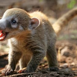 Zoo Plzeň slaví první odchov nosála bělohubého. Mláďata přišla na svět nečekaně brzy