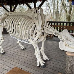 ZOO vystavila výjimečný exponát. Kostra nosorožce Baabuu je českou raritou