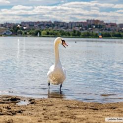 Plzeňská Jednička hledá nejlepší fotku. Vítězný snímek ozdobí titulní stranu zpravodaje