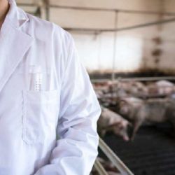 Veterináři ve středních Čechách udělili pokuty za 3,3 milionu korun, řešili i falešná biovejce