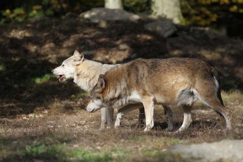Foto: Vlčí útoky na vzestupu: Pytláctví jako spouštěč?