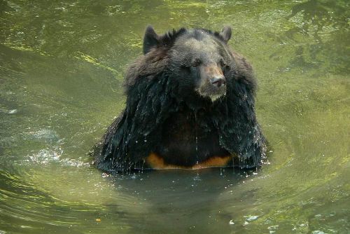 Foto: Zoo Ostrava utratila starší medvědici kvůli zdravotním problémům