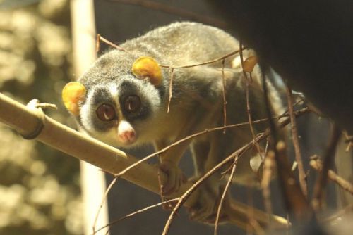 obrázek:Zoo Ostrava rozšířila chov o vzácného loriho šedého, návštěvníci ho uvidí v pavilonu Wanderu