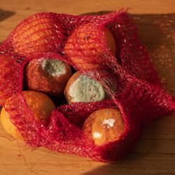 Kuchyňský odpad tvoří třetinu veškerého směsného komunálního odpadu. Kraj podpoří jeho třídění