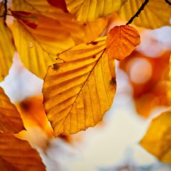 Na Ondřejníku přibyly stovky nových buků, modřínů a borovic