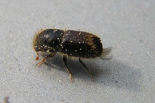 Foto: Kůrovcová kalamita v moravskoslezských lesích ustupuje díky novým technologiím