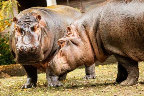 obrázek:Ostravská zoo hlásí naději na nové hroší mládě
