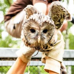 Ostravská zoo slaví úspěch: sedm puštíků bělavých vypuštěno do Rakouska