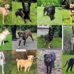 Ostravský útulek hledá nové domovy pro štěňata a žádá o pomoc s krmivem