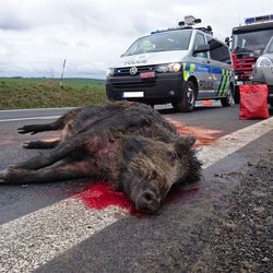 Pozor na kance na silních, 18 kolizí za jednu noc