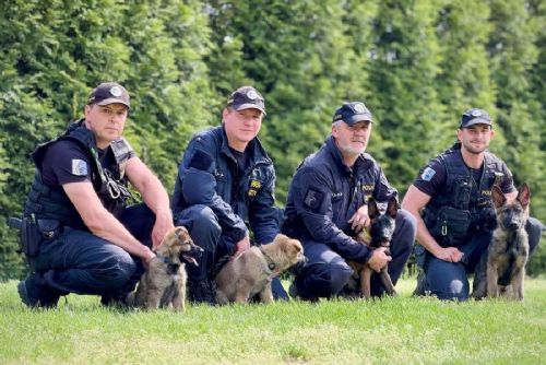 obrázek:Budoucí policejní psi pro Moravskoslezský kraj: Fulla, Unir, Xilox a Ypex zahajují výcvik