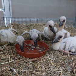 Čapí mláďata přišla o rodiče po nehodách. Zachráněná parta čeká na náhradní hnízda