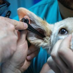 Plzeňský kraj bez noční veterinární pohotovosti