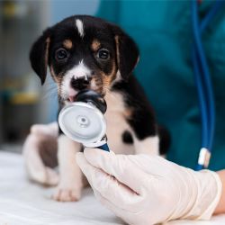 Plzeňský kraj je stále bez noční veterinární pohotovosti