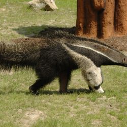 Poslední mládě roku v ZOO na Svatém Kopečku - mravenečník čtyřprstý