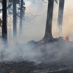 Požár pole na Klatovsku se rozšířil do lesa. Hasičům komplikoval zásah vítr