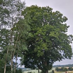 U silnice na Klatovsku stojí nová přírodní dominanta. Lípa je památným stromem