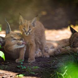 V Zoo Praha mohou návštěvníci pozorovat dvě mláďata karakala, nejaktivnější bývají při krmení