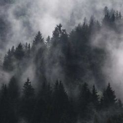Vysočina vede v zalesňování navzdory poklesu