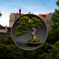 Zámecké nádvoří zaplní bonsaje. V Horšovském Týně je vystaví i nabídnou k prodeji