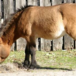 Zoo Praha: Transport koní Převalského do Kazachstánu v červnu